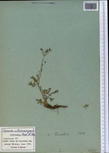 Vicatia atrosanguinea (Kar. & Kir.) P. K. Mukh. & Pimenov, Middle Asia, Pamir & Pamiro-Alai (M2) (Tajikistan)