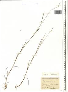 Poa nemoralis L., Caucasus, Stavropol Krai, Karachay-Cherkessia & Kabardino-Balkaria (K1b) (Russia)