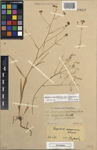 Lepidium coronopifolium Fisch. ex DC., Unclassified