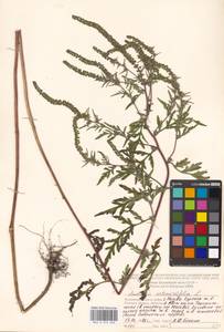 Ambrosia artemisiifolia L., Eastern Europe, Moscow region (E4a) (Russia)