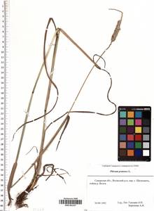 SMR001227, Phleum pratense L., Eastern Europe, Middle Volga region (E8) (Russia)