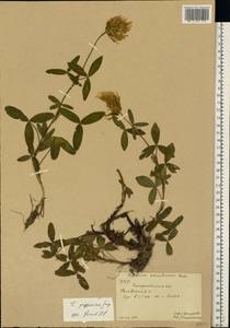 Trifolium pannonicum Jacq., Eastern Europe, West Ukrainian region (E13) (Ukraine)