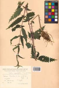 Urtica dioica var. holosericea Fr., Siberia, Russian Far East (S6) (Russia)