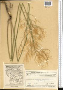 Descurainia sophia (L.) Webb ex Prantl, Middle Asia, Muyunkumy, Balkhash & Betpak-Dala (M9) (Kazakhstan)