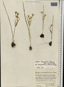 Gagea liotardii (Sternb.) Schult. & Schult.f., Eastern Europe, Northern region (E1) (Russia)