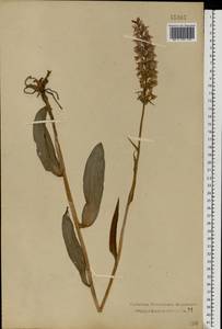 Dactylorhiza maculata (L.) Soó, Eastern Europe, Central forest region (E5) (Russia)