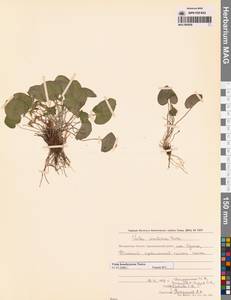 Viola epipsila subsp. repens (Turcz.) W.Becker, Siberia, Chukotka & Kamchatka (S7) (Russia)