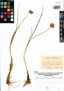 Allium splendens Willd. ex Schult. & Schult.f., Siberia, Baikal & Transbaikal region (S4) (Russia)