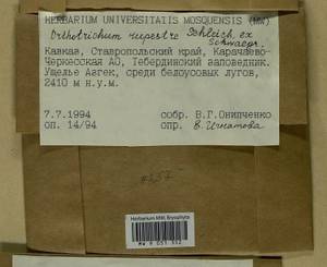 Lewinskya rupestris (Schleich. ex Schwägr.) F. Lara, Garilleti & Goffinet, Bryophytes, Bryophytes - North Caucasus & Ciscaucasia (B12) (Russia)