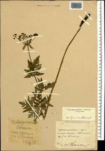 Eleutherospermum cicutarium (M. Bieb.) Boiss., Caucasus, Stavropol Krai, Karachay-Cherkessia & Kabardino-Balkaria (K1b) (Russia)
