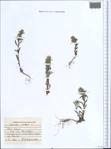 Sideritis montana L., Crimea (KRYM) (Russia)