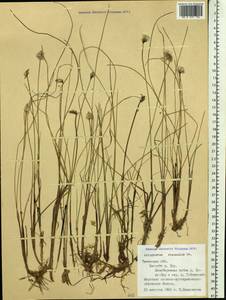 Eriophorum chamissonis C.A.Mey., Siberia, Western Siberia (S1) (Russia)
