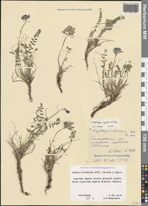 Oxytropis albana Steven, Caucasus, North Ossetia, Ingushetia & Chechnya (K1c) (Russia)