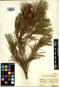 Pinus pumila (Parl.) Regel, Siberia, Baikal & Transbaikal region (S4) (Russia)