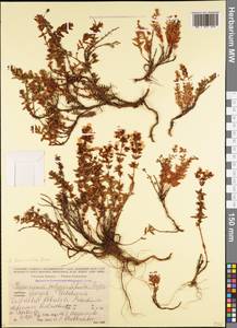 Hypericum linarioides Bosse, Caucasus, Georgia (K4) (Georgia)