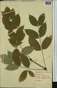 Staphylea pinnata L., Western Europe (EUR) (Romania)