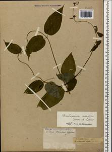 Vincetoxicum scandens Sommier & Levier, Caucasus, Krasnodar Krai & Adygea (K1a) (Russia)