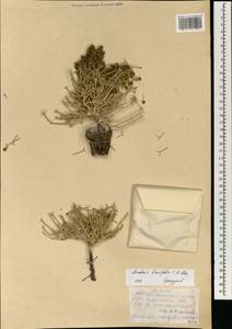 Anabasis brevifolia C. A. Mey., Mongolia (MONG) (Mongolia)