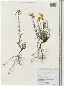 Linum ucranicum Czern. ex Gruner, Eastern Europe, Central forest-and-steppe region (E6) (Russia)