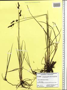 Carex adelostoma V.I.Krecz., Siberia, Central Siberia (S3) (Russia)