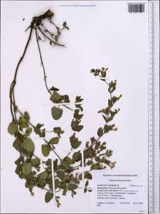 Nepeta formosa Kudrjasch., Middle Asia, Western Tian Shan & Karatau (M3) (Kyrgyzstan)