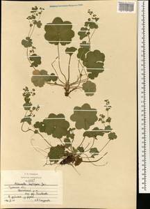 Alchemilla heptagona Juz., Eastern Europe, Central region (E4) (Russia)