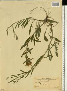 Centaurea jacea L., Eastern Europe, West Ukrainian region (E13) (Ukraine)