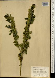 Hyoscyamus niger L., Mongolia (MONG) (Mongolia)