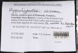 Hygrohypnella ochracea (Turner ex Wilson) Ignatov & Ignatova, Bryophytes, Bryophytes - Russian Far East (excl. Chukotka & Kamchatka) (B20) (Russia)