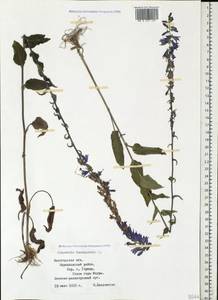 Campanula bononiensis L., Eastern Europe, Northern region (E1) (Russia)