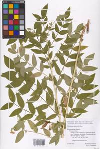 Dictamnus albus L., Eastern Europe, Central forest-and-steppe region (E6) (Russia)