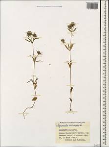 Asperula arvensis L., Caucasus, Stavropol Krai, Karachay-Cherkessia & Kabardino-Balkaria (K1b) (Russia)