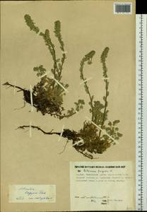 Artemisia lagopus Fisch. ex Besser, Siberia, Yakutia (S5) (Russia)