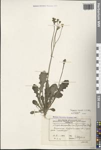 Crepis sancta subsp. sancta, Caucasus, Azerbaijan (K6) (Azerbaijan)