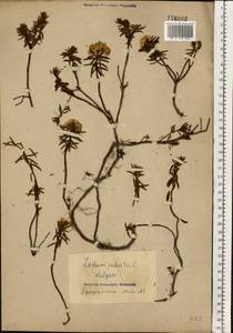 Rhododendron tomentosum (Stokes) Harmaja, Eastern Europe, Northern region (E1) (Russia)