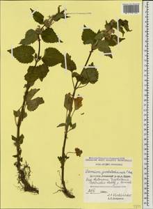 Lamium maculatum (L.) L., Caucasus, Dagestan (K2) (Russia)