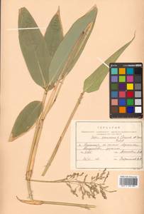 Sasa senanensis (Franch. & Sav.) Rehder, Siberia, Russian Far East (S6) (Russia)