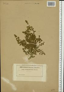 Herniaria glabra L., Eastern Europe (no precise locality) (E0) (Not classified)