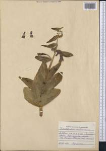 Fritillaria sewerzowii Regel, Middle Asia, Western Tian Shan & Karatau (M3) (Kazakhstan)