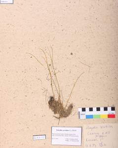 Gagea serotina (L.) Ker Gawl., Siberia, Altai & Sayany Mountains (S2) (Russia)