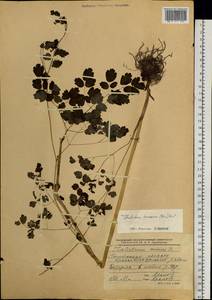 Thalictrum minus subsp. elatum (Jacq.) Stoj. & Stef., Siberia, Western Siberia (S1) (Russia)