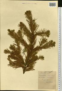 Abies sibirica Ledeb., Siberia, Western Siberia (S1) (Russia)