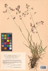 Poa lanata Scribn. & Merr., Siberia, Chukotka & Kamchatka (S7) (Russia)