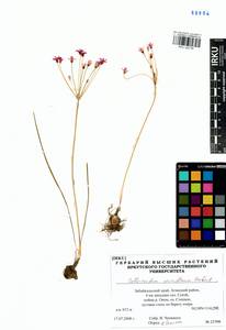 Allium neriniflorum (Herb.) G.Don, Siberia, Baikal & Transbaikal region (S4) (Russia)