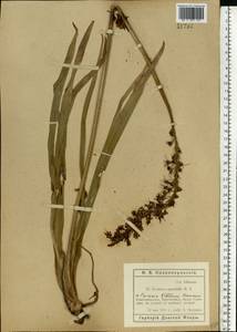 Eremurus spectabilis M.Bieb., nom. cons., Eastern Europe, Rostov Oblast (E12a) (Russia)