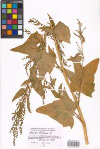 Atriplex hortensis L., Eastern Europe, Moscow region (E4a) (Russia)