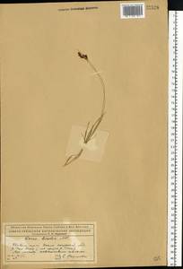 Carex bicolor Bellardi ex All., Eastern Europe, Northern region (E1) (Russia)