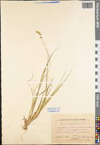 Carex polyphylla, Eastern Europe, Middle Volga region (E8) (Russia)