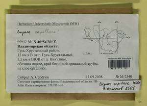 Rosulabryum capillare (Hedw.) J.R. Spence, Bryophytes, Bryophytes - Middle Russia (B6) (Russia)