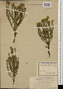 Rhaponticum repens (L.) Hidalgo, Caucasus, Georgia (K4) (Georgia)